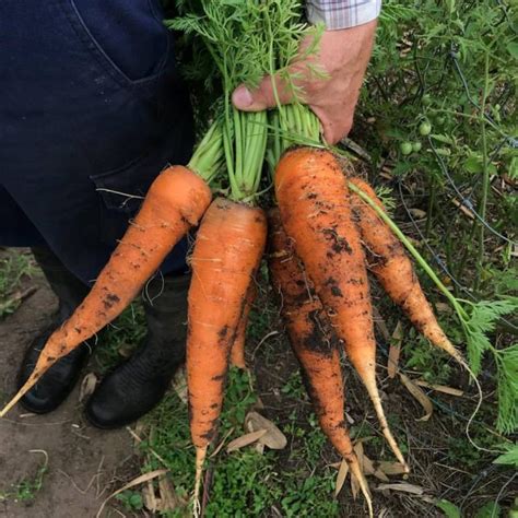 10,000 Giant Monster Carrots: An Unbelievable Phenomenon!