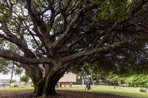 10,000 Magnificient Trees in Oakland, CA: A Verdant Paradise