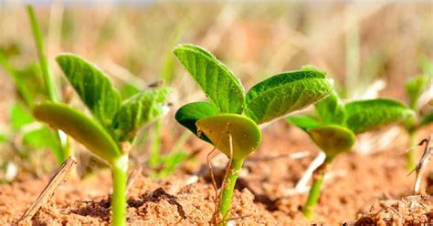 10,000 Organic Soy Fertilizer Pellets: A Guide to Maximizing Plant Health