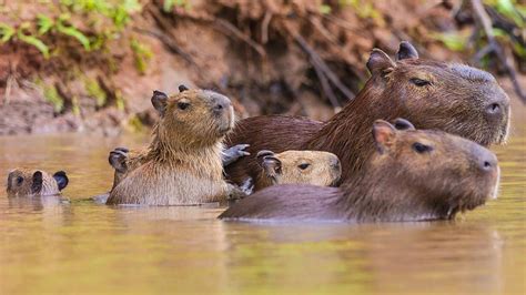 10,000 Reasons Capybaras Love to Sunbathe on Crocodiles