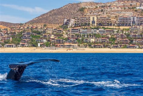 10,000 Reasons to Wed in Cabo San Lucas: A Comprehensive Guide