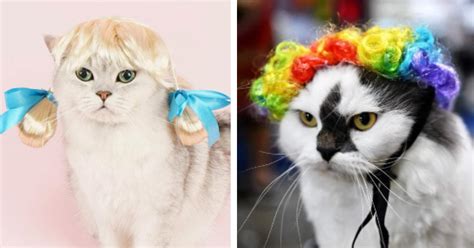 10,000 Reasons to Wig Out: The Endearing World of Cats in Wigs