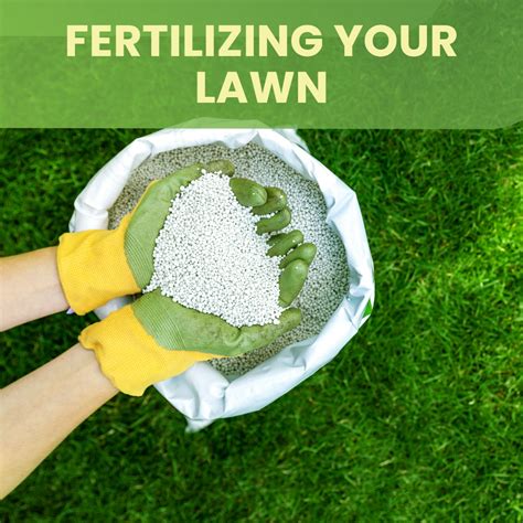 10,000 Seeds of Knowledge: Fertilizing Your Grass to Greener Heights