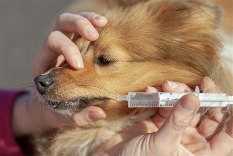 10,000 Shots for Dog Allergies: A Comprehensive Guide to Immunotherapy