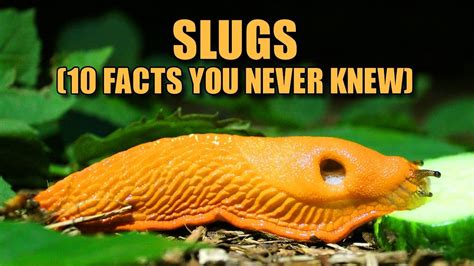 10,000 Surprising Facts You Never Knew About Slug Coins