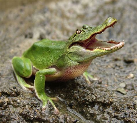 10,000 Surprising Facts about Crocodile Frogs: Uncovering the Amazon's Hidden Predator