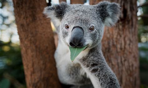 10,000 Surprising Facts about Keeping a Koala as a Pet