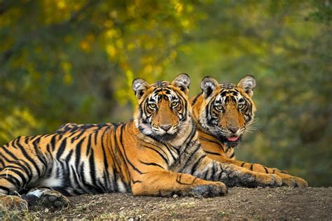 10,000 Tigers in Asia: A Conservation Success Story