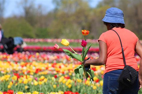 10,000 Tulips Bloom in New Jersey Farms