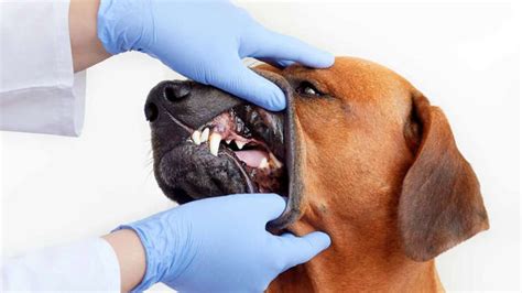 10,000 Ways Dental Bones Can Improve Your Dog's Health