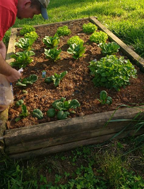 10,000 Ways to Fertilize Your Raised Beds