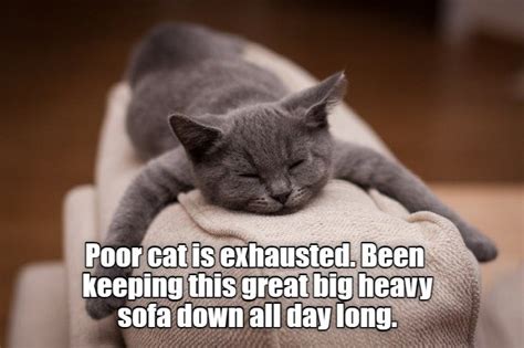 10,000 Ways to Handle an Exhausted Cat Meme & Win