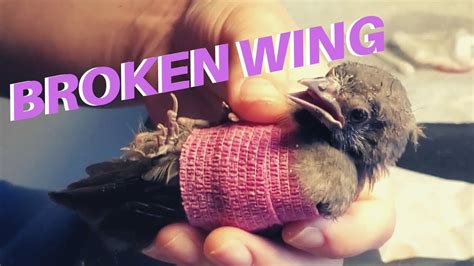 10,000 Ways to Help a Bird with a Broken Wing