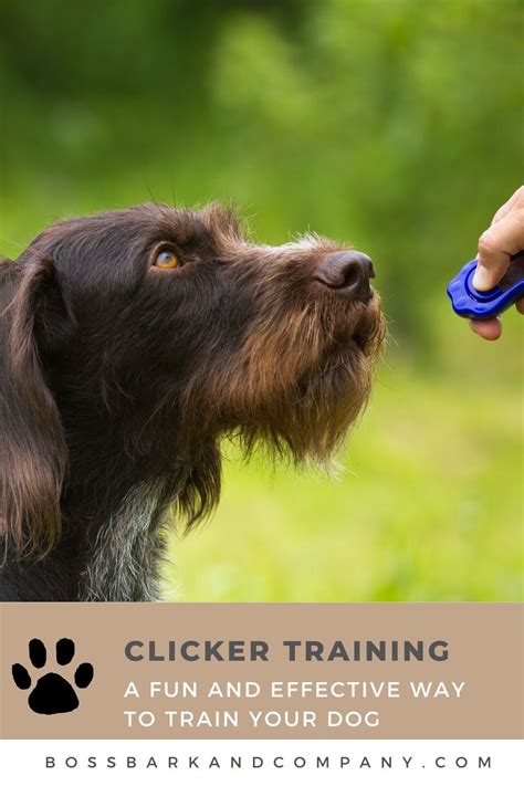 10,000 Words on Positive Reward Training for Dogs: Transform Your Bond with Your Furry Friend