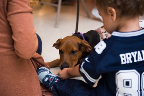 10,000 service dogs