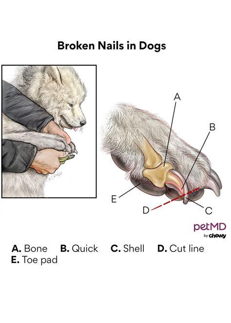 10,000-Character Comprehensive Guide to Broken Dog Nails: Causes, Treatments, and Prevention