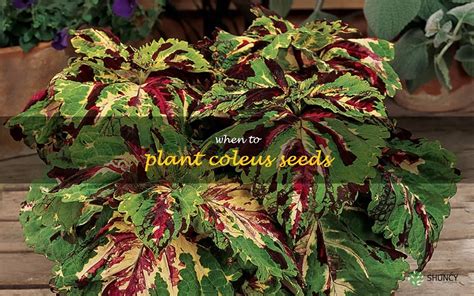 10,000-Character Guide to Coleus Fertilizer for Maximum Growth and Vibrancy