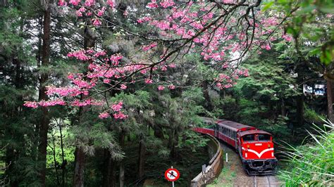 10,000-Character Journey: Chiayi to Alishan