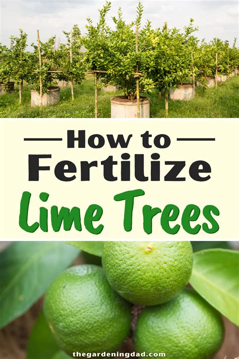 10,000-Pound Fertilizer Bonanza: Feeding Your Lime Trees to Prosperity