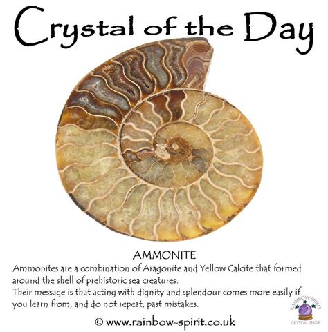 10,000-Word Guide: Ammonite Fossil Spiritual Meaning & Its Implications