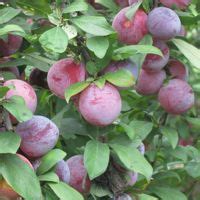 10,000-Word Guide to Fertilizing Plum Trees