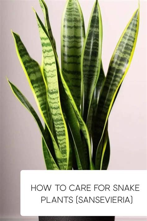 10,000-Word Guide to Fertilizing Snake Plants