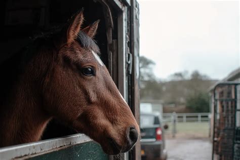 10,000-Word Guide to Moving Horse Toys: Everything You Need to Know