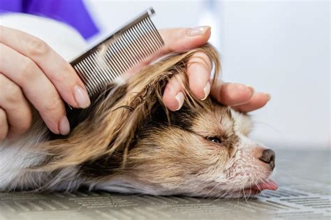 10,000-Word Guide to Tranquilizers for Dog Grooming