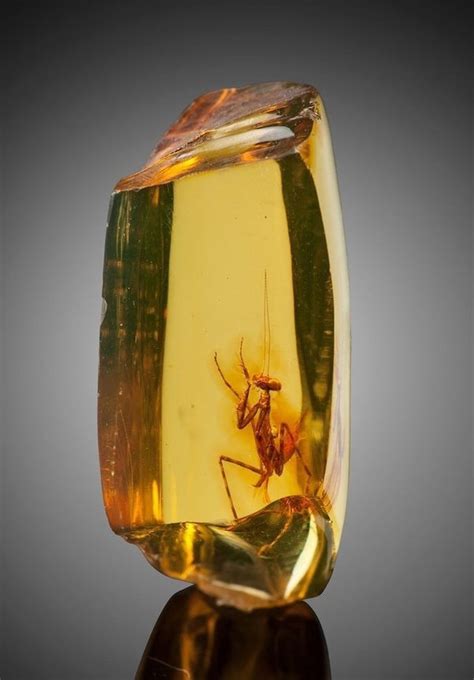 10,000-Year-Old Amber with Bugs: A Treasure Trove of Ancient Life