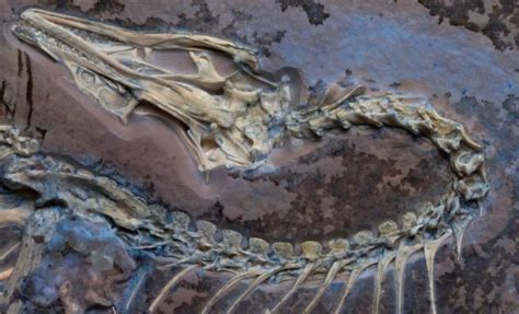 10,000-Year-Old Fossilized Helix: Unlocking Nature's Secrets for Advancements in Technology