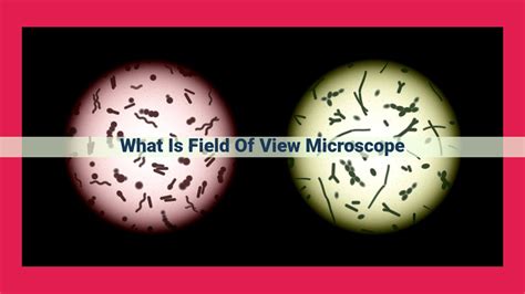 10,000x Field of View Microscope: Unlocking a Microscopic Universe