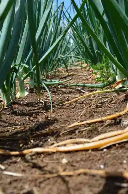 10,001 Incredible Ways to Fertilize Your Onions