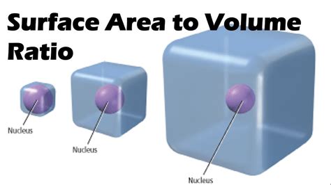 10:1 Surface Area to Volume Ratio: Unlocking Potential Across Industries