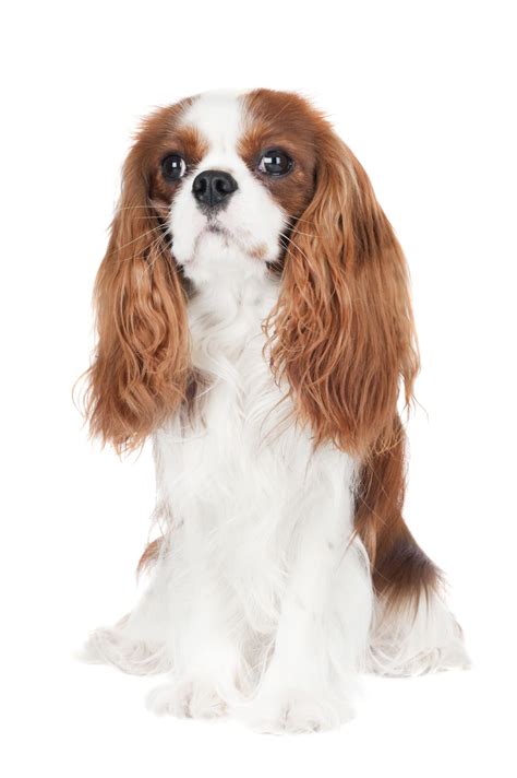 10+ Surprising Cavalier King Charles Spaniel & Golden Retriever Mix Facts