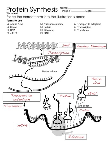 10 3 Protein Synthesis Answer Key Kindle Editon