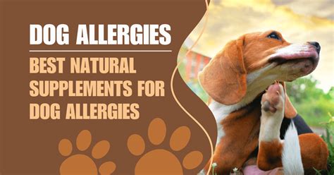 10 Alternative Treatments for Dog Allergies: A Comprehensive Guide