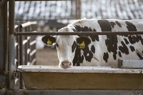 10 Amazing Applications of Transparent Cows That Will Transform the Future