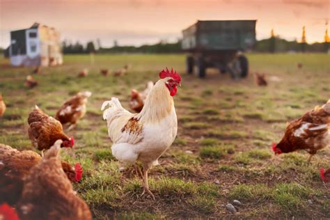 10 Amazing Benefits of Organic Free-Range Chicken: Discover the Healthier, Tastier Choice!