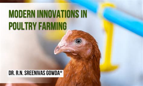 10 Amazing Machine Poultry Feed Innovations of 2023