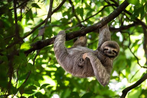 10 Amazing Sloth Facts You'll Love in Costa Rica