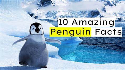 10 Astonishing Facts About Penguins: