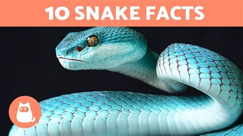 10 Astounding Facts About Snakes in Ireland