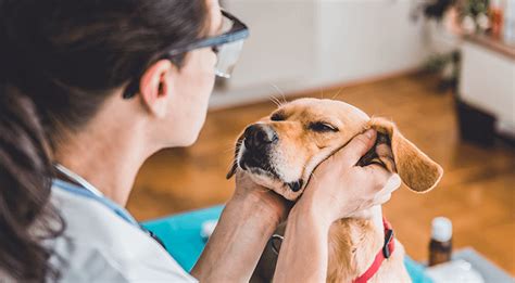 10 Awesome Services from Bethel Park Animal Clinic That Will Make Your Pet Happy and Healthy