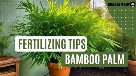 10 Bamboo Fertilizer Tips for Healthier, More Abundant Plants