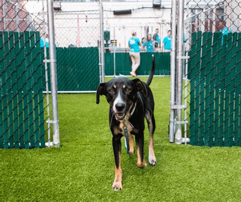 10 Best Animal Care Centers in New York City