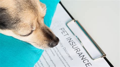 10 Best Canine Insurance Companies: Comprehensive Protection for Your Furry Friend