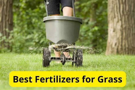 10 Best Fertilizers for Spring Lawns: A Comprehensive Guide