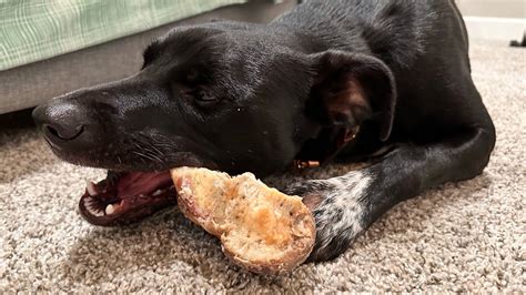 10 Bone-licious Delights for Your Doggy's Chomping Needs