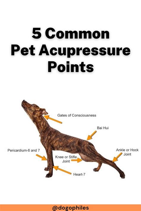 10 Common Pain Points in Dogs