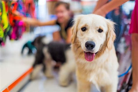 10 Dog-Friendly Stores Near You